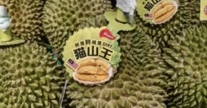 Ilustrasi durian ekspor