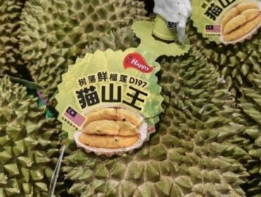Ilustrasi durian ekspor