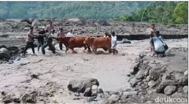 
					Ternak warga diungsikan