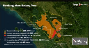 Inilah peta perusakan dan pembalakan besar-besarnya hutan di kawasan hulu Batang Toru, disitu pusat hutan lesatri yang kini sudah dibabat mencapai 75.000 hektar. Penggudulan hutan disitu menurut WALHI adalah penyebab utama terjadinya banjir bandang dan tanah longsor di wilayah Sumetara Utara. Foto: betahita