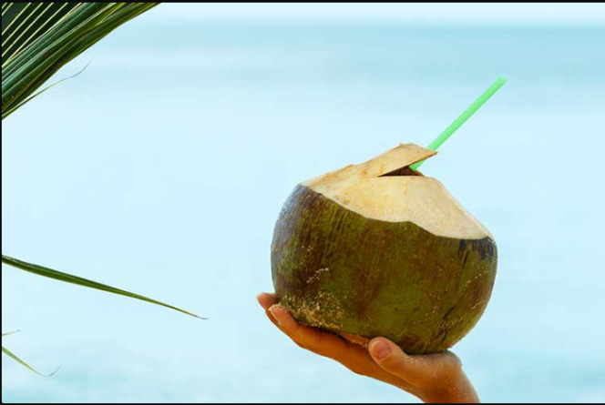 
					Perushaan China bekerja sama dengan Danatara mengucurkan dana Rp 1,6 triliun untuk membangun pabrik pegolahan buah kalapa, dengan kebutuhan pasokan sekitar 500 juta butir/ tahun di Mowowali, Sulawesi Tengha. Foto: bloombergtechnoz.com