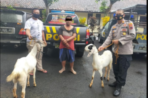 Satu dari tujuh tersangka pencurian 38 ekor kambing berhasil ditangkap polisi. Pelaku dan barang bukti dibawa ke Polres Batang, Jawa Tengah, dalam konferensi pers, Selasa 23 Desember 2025. Foto: Instagram@batanghelp