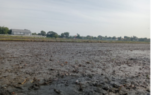 Jombang merupakan salah satu lumbung padi di jawa Timur, yang telah membantu swasembada pangan khususnya padi. Namun, predikat ini bisa terencam oleh keterlambatan penerbitan peraturan bupati (Perbup) PLP2B yang sampai saat ini belum bisa rampung. Foto: swarajombang.com/ elok apriyanto