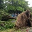 Angin tumbangkan pohon sekitar Juanda