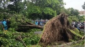 Angin tumbangkan pohon sekitar Juanda