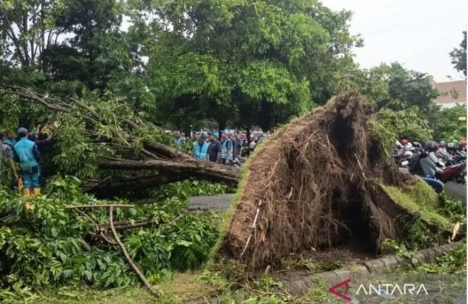 
					Angin tumbangkan pohon sekitar Juanda