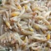 Ikan lempuk