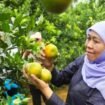Gubernur Jatim saat panen jeruk (Ist)