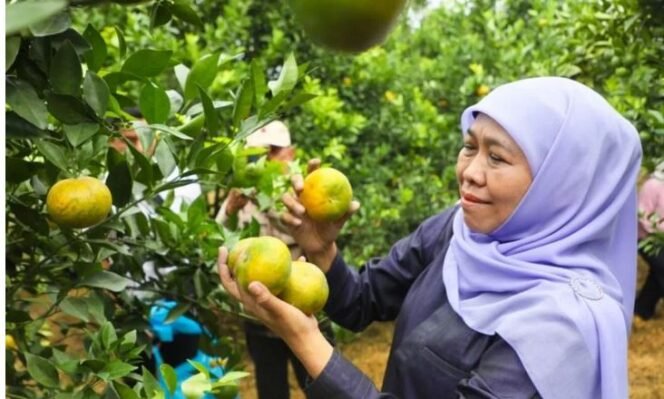 
					Gubernur Jatim saat panen jeruk (Ist)