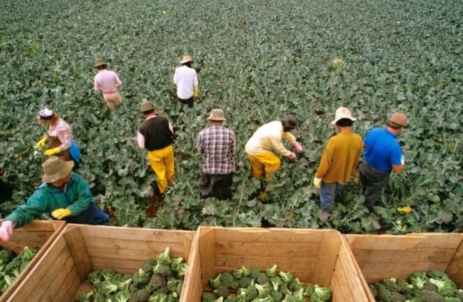 
					Pemetik sayuran di Australia