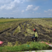 Luas lahan pertanian di Jombang sudah semakin menyempit, diperlukan payung hukum untuk melindungi. Salah satunya lewat Perbup PLP2B, yang hingga kini belum bisa diterbikan, karena menunggu kebutuhan lahan untuk PSN. Foto: swarajombang.com/ elok apriyanto