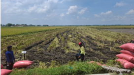 Luas lahan pertanian di Jombang sudah semakin menyempit, diperlukan payung hukum untuk melindungi. Salah satunya lewat Perbup PLP2B, yang hingga kini belum bisa diterbikan, karena menunggu kebutuhan lahan untuk PSN. Foto: swarajombang.com/ elok apriyanto