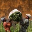 Industri tembakau butuh kepastian