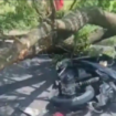 Seorang pengendara motor bernama Suhadi (58), warga Desa Sukorame, Pogalan, meninggal dunia akibat tertimpa dahan pohon mahoni di Kecamatan Gandusari. Insiden terjadi, saat Trenggalek diguyur hujan deras dan angin kencang, Sabtu 24 Januari 2026. Foto: Ist