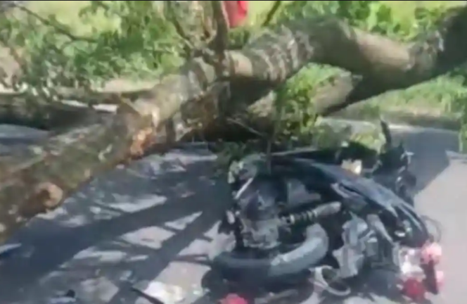 
					Seorang pengendara motor bernama Suhadi (58), warga Desa Sukorame, Pogalan, meninggal dunia akibat tertimpa dahan pohon mahoni di Kecamatan Gandusari. Insiden terjadi, saat Trenggalek diguyur hujan deras dan angin kencang, Sabtu 24 Januari 2026. Foto: Ist