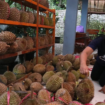 KenDuren Wonosalam, dirancang dilaksanakan 17 Januari 2026, tetapi gagal. Karena panen durian gagal, gegara musim hujan ekstrem di kawasan produksi durian. Foto: sawarajonbang.com/ elok apriyanto