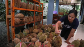 KenDuren Wonosalam, dirancang dilaksanakan 17 Januari 2026, tetapi gagal. Karena panen durian gagal, gegara musim hujan ekstrem di kawasan produksi durian. Foto: sawarajonbang.com/ elok apriyanto
