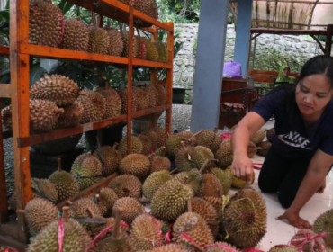 KenDuren Wonosalam, dirancang dilaksanakan 17 Januari 2026, tetapi gagal. Karena panen durian gagal, gegara musim hujan ekstrem di kawasan produksi durian. Foto: sawarajonbang.com/ elok apriyanto