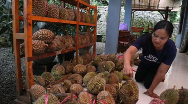 KenDuren Wonosalam, dirancang dilaksanakan 17 Januari 2026, tetapi gagal. Karena panen durian gagal, gegara musim hujan ekstrem di kawasan produksi durian. Foto: sawarajonbang.com/ elok apriyanto