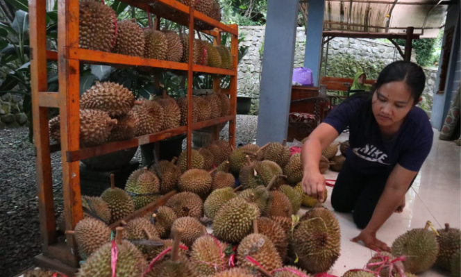 
					KenDuren Wonosalam, dirancang dilaksanakan 17 Januari 2026, tetapi gagal. Karena panen durian gagal, gegara musim hujan ekstrem di kawasan produksi durian. Foto: sawarajonbang.com/ elok apriyanto