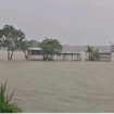 Sekitar 10 ha sawah petani di desa Gedongombo, Ploso, Jombang, berubah menjadi lautan, terendam banjir akibat hujan lebat. Foto: swarajombang.com/elok apriyanto