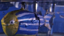 Inilah robot ikan mini bernama Gulper,  buatan University of Surrey Inggeris, robot ini memangsa mikroplastik di laur, dan dijadikan bahan bakar untuk dirinya sendiri. Foto: VoA