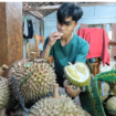 BRIN bersipa memberikan sertipikat untuk buah durian bernama Kawuk Raja dari Madiun. Duian varitas baru ini mempunyau tekstru, rasa, dan kenimatan yang enak. Foto: sarwajombang.com/ bambang tjuk winarno