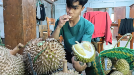 BRIN bersipa memberikan sertipikat untuk buah durian bernama Kawuk Raja dari Madiun. Duian varitas baru ini mempunyau tekstru, rasa, dan kenimatan yang enak. Foto: sarwajombang.com/ bambang tjuk winarno