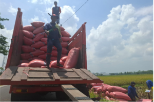 Awal tahun 2026 ini, petani padi di Perak, Jombang, sudah memulai panen. Hasilnya bagsu, dengan harga stabil Rp 7.000-7.200/ kg. Semain menambah kepastian Jombang akan mampu memenuhi swasembada pangan. Foto: swarajombang.com/ elok aprianto
