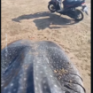 Warga menemukan ikan hiu puas 5 meter di bibir pantai Desa Lapa Daja, wilayah pesisir Selat Madura yang berhadapan dengan laut terbuka. Desa ini termasuk akses terpencil di Kecamatan Dungkek, sekitar 40 km dari pusat Kabupaten Sumenep, sering dikunjungi nelayan lokal. Foto: Instagram@madura25jam