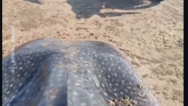 Warga menemukan ikan hiu puas 5 meter di bibir pantai Desa Lapa Daja, wilayah pesisir Selat Madura yang berhadapan dengan laut terbuka. Desa ini termasuk akses terpencil di Kecamatan Dungkek, sekitar 40 km dari pusat Kabupaten Sumenep, sering dikunjungi nelayan lokal. Foto: Instagram@madura25jam