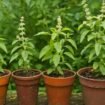 Daun kemangi (Ocimum basilicum) yang kaya akan manfaat. Foto: Gandung/AI
