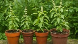 Daun kemangi (Ocimum basilicum) yang kaya akan manfaat. Foto: Gandung/AI