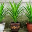 Daun pandan (Pandanus amaryllifolius) dikenal luas di Asia Tenggara. Foto: Gandung/ AI