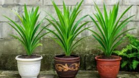 Daun pandan (Pandanus amaryllifolius) dikenal luas di Asia Tenggara. Foto: Gandung/ AI