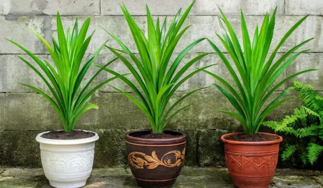 
					Daun pandan (Pandanus amaryllifolius) dikenal luas di Asia Tenggara. Foto: Gandung/ AI