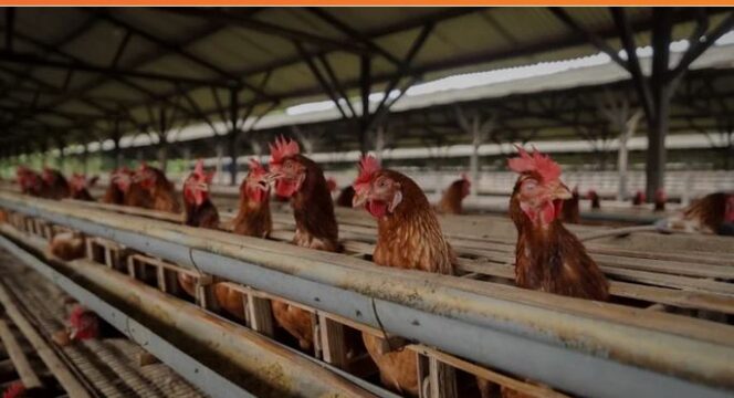 
					Produksi Telur Peternak Malang Terserap MBG