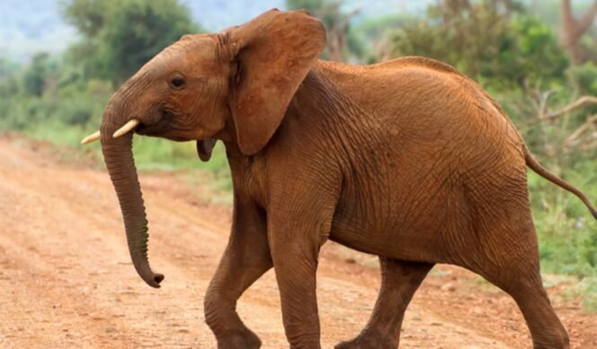 
					Menhut Tegas: Dilarang Naik Gajah, Mengapa Kuda Boleh?