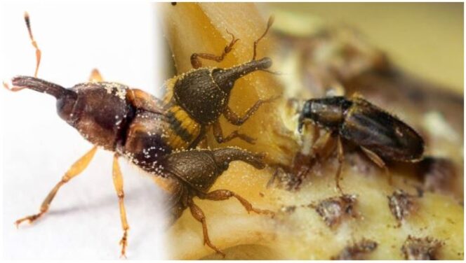 
					Serangga impor Tanzania