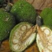 Buah sukun