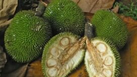 Buah sukun