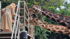 Bobin Surabaya adalah satu kebon binatang lengkap dan sangat terkenal di Indonesia. Kamis sore, 5 Febrarui 2026, Kejati menerjunkan petugas melakukan penggeledah kantor Bobin. Foto: Ist