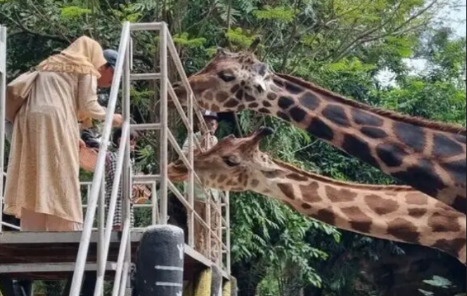 
					Bobin Surabaya adalah satu kebon binatang lengkap dan sangat terkenal di Indonesia. Kamis sore, 5 Febrarui 2026, Kejati menerjunkan petugas melakukan penggeledah kantor Bobin. Foto: Ist