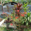 Inilah rumah yang pernah menjadi tempat tinggal R Sokeni, orang tua Bung Karno, bahkan disitul pula proklamtor RI itu dilahirkan. Foto; swarajombang.com/ elok apriyanto