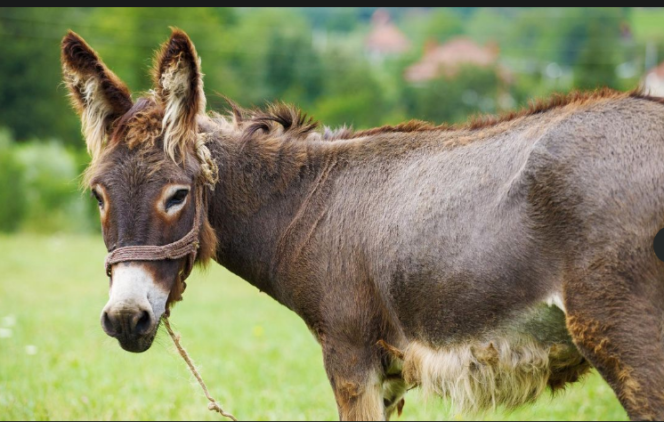 
					Hubungan dagang China-Pakistan semakin pesat. Saat ini Pakistan mendapat izin ekspor 50 kontener/ bulan ke China, memasok kebutuhan bahan baku untuk obat tradisional bernama Ejiou. Foto: cnn