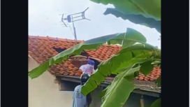 Seorang pria bernama Slamet, 53, warga Kroya, Cilacap Jawa Tengah, meninggal dunia setelah diengat puluhan tawon veas. Peristiwa ini terjadi, saat korban memperbaiki dan membersihkan tandon atir di atas rumahnya, Kamis siang sekitar pukul 10.30 WIB, 26 Februari 2026. Foto: Instagram@keliling_prambanan