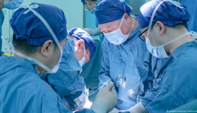 
					China Sukses Cangkok Paru-paru Babi ke Manusia