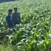 petugas tengah lakukan pengecekan kondisi tanaman jagung petani