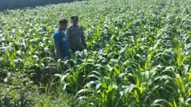 petugas tengah lakukan pengecekan kondisi tanaman jagung petani