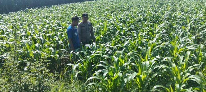 
					petugas tengah lakukan pengecekan kondisi tanaman jagung petani